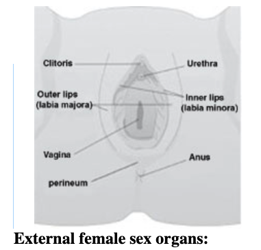 External Female Sex Organs