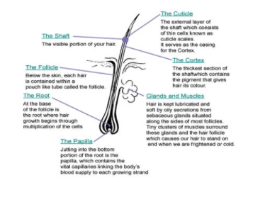 Parts of Hair